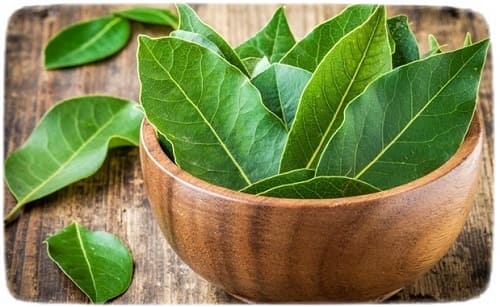 чай из лавровых листьев для похудения