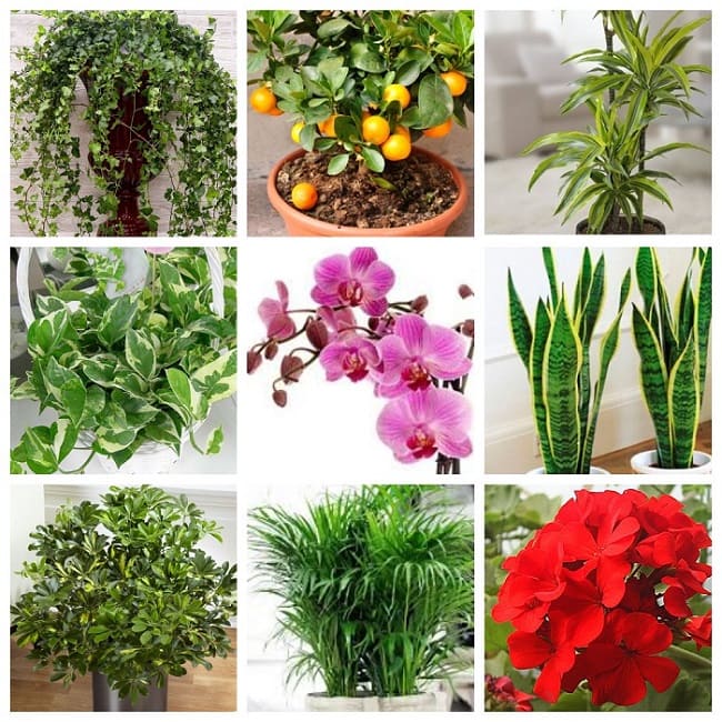 полезные растения для дома