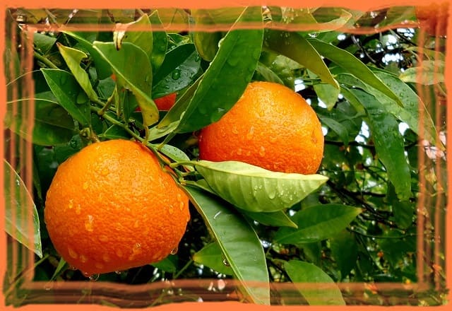 апельсины для красоты и молодости
