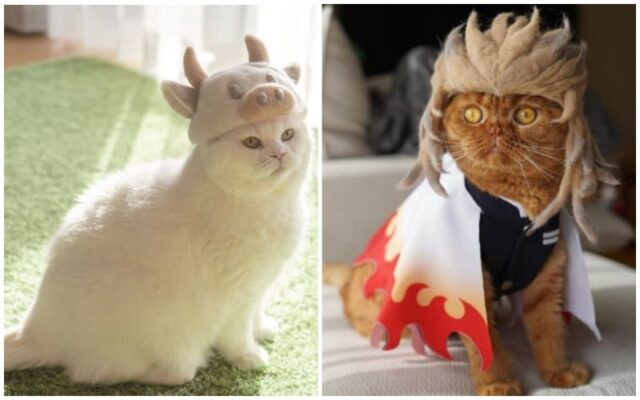 японские шапочки для кошек