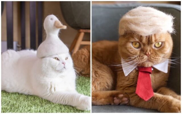 головные уборы для кошек из их шерсти